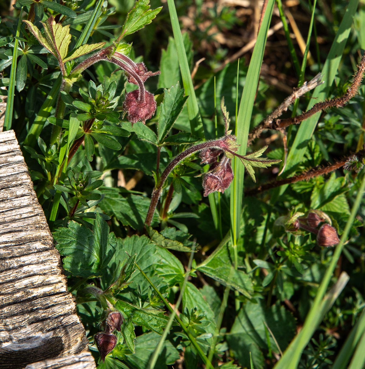 Bl&uuml;tenknospen